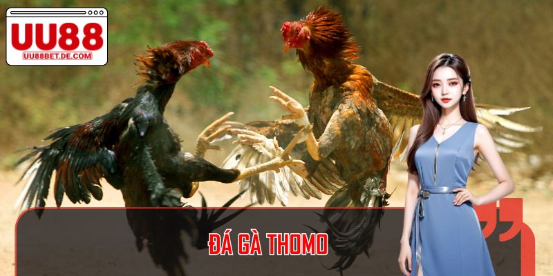 Đá Gà Thomo: Cá Cược Truyền Thống Đầy Hấp Dẫn Tại UU88