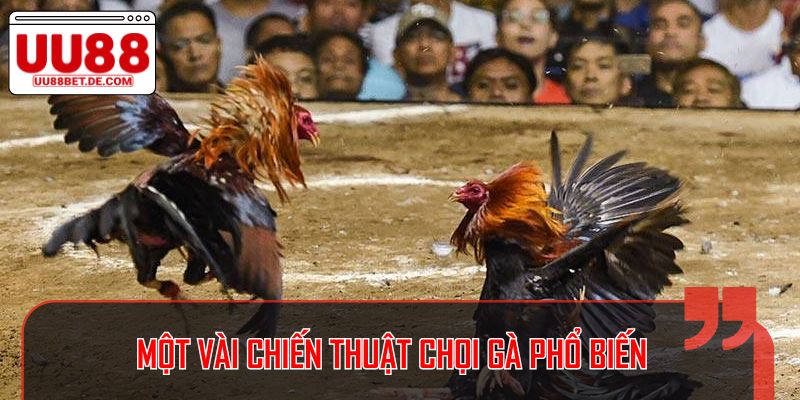 Một vài chiến thuật chọi gà phổ biến